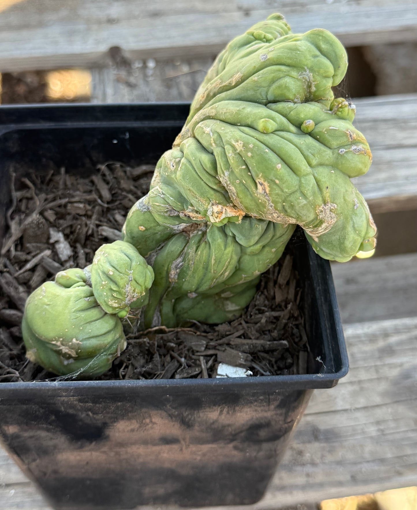 Crested Monstrose Cactus S42