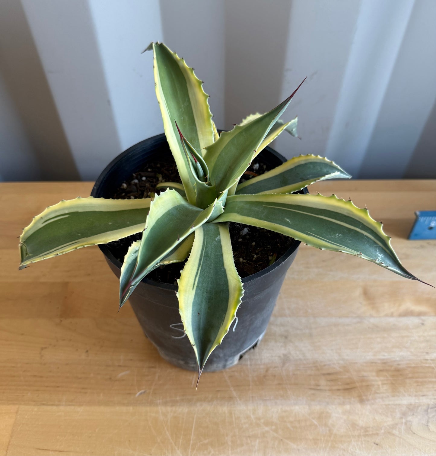 Orca Variegated Whale's Tongue Agave SH1 | Agave ovatifolia 'Orca' variegata