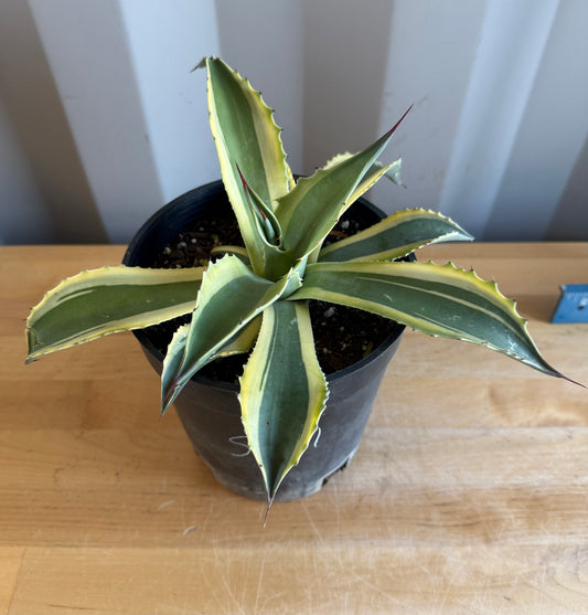 Orca Variegated Whale's Tongue Agave SH1 | Agave ovatifolia 'Orca' variegata