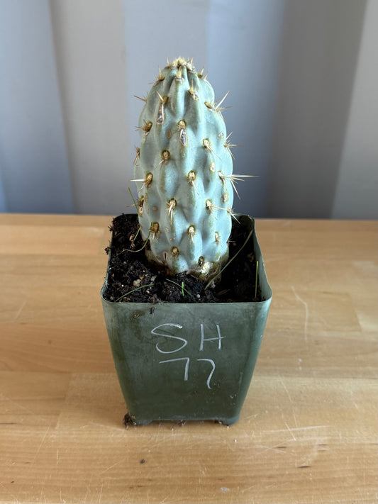 4-inch Miqueliopuntia miquelii SH77 | Opuntia miquelii