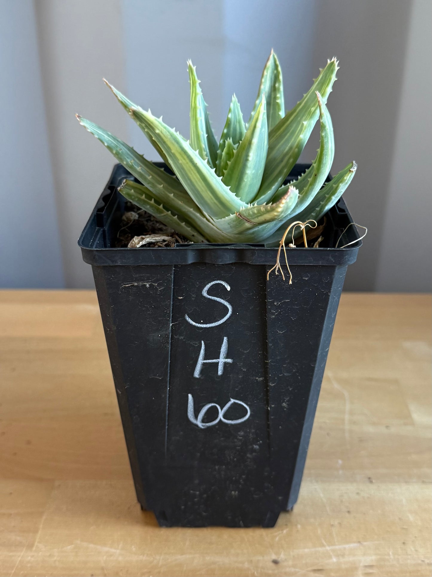 4-inch Variegated Aloe brevifolia SH60