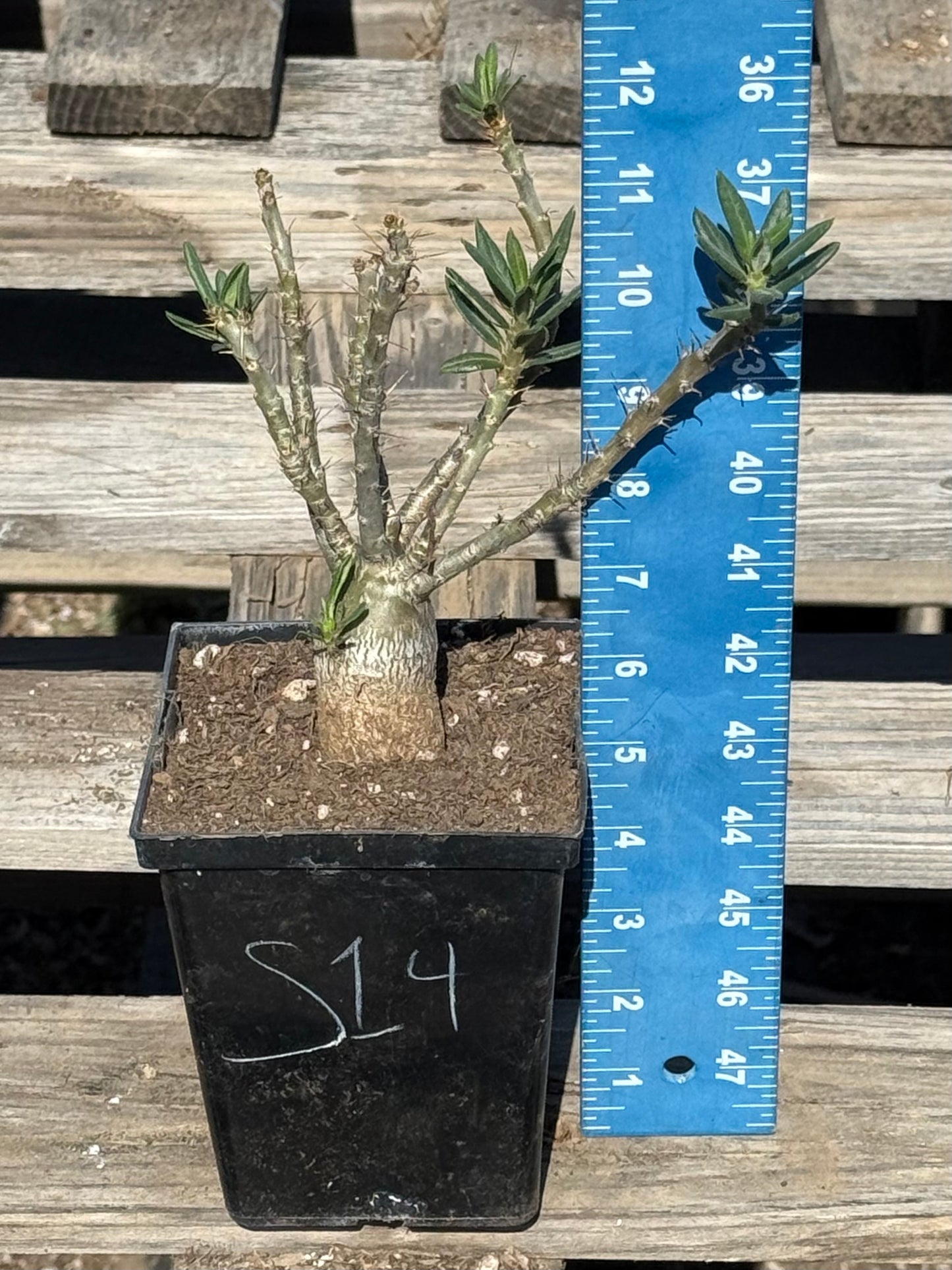 Pachypodium bispinosum S14