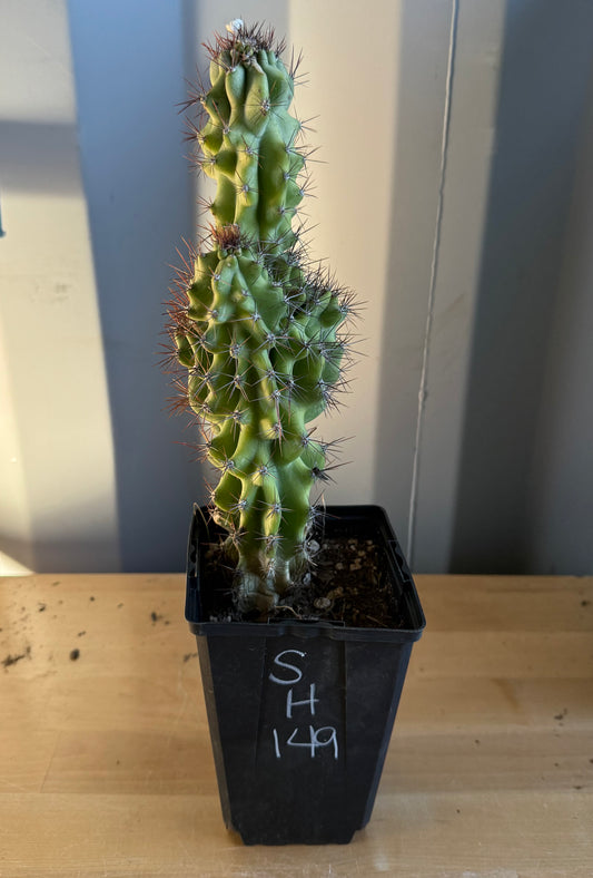 Cereus peruvianus monstrose SH149