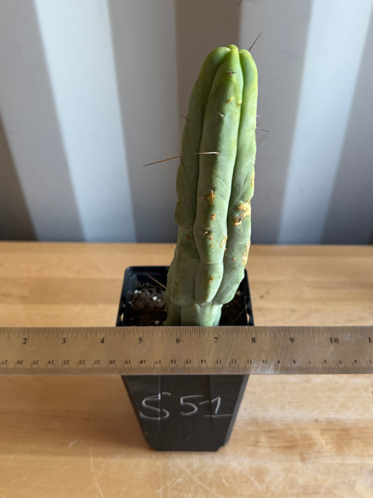4-inch Landscape Monstrose Cactus S51