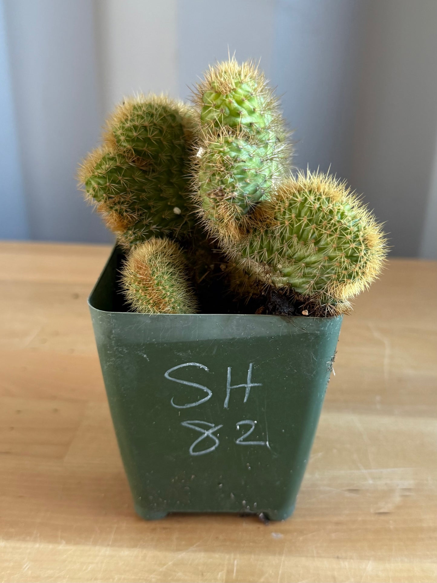 Crested Golden 'Rat Tail' Cactus | Cleistocactus winteri cristata SH82