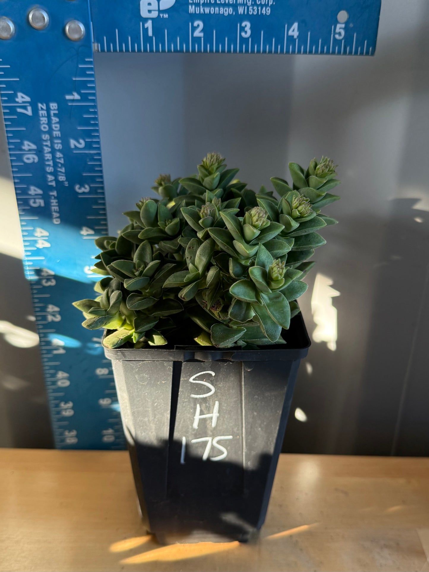 4-inch Crassula ‘Springtime’ SH175