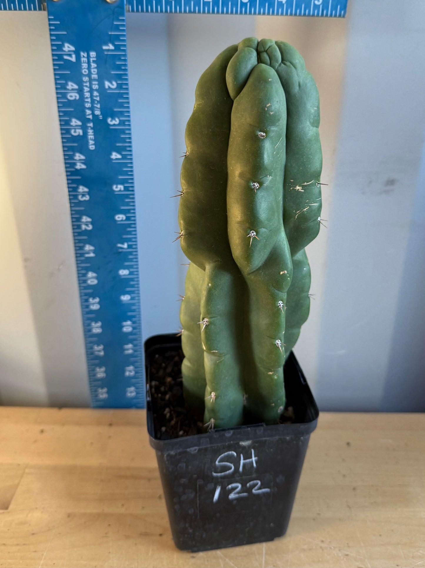Landscape Monstrose Cactus SH122