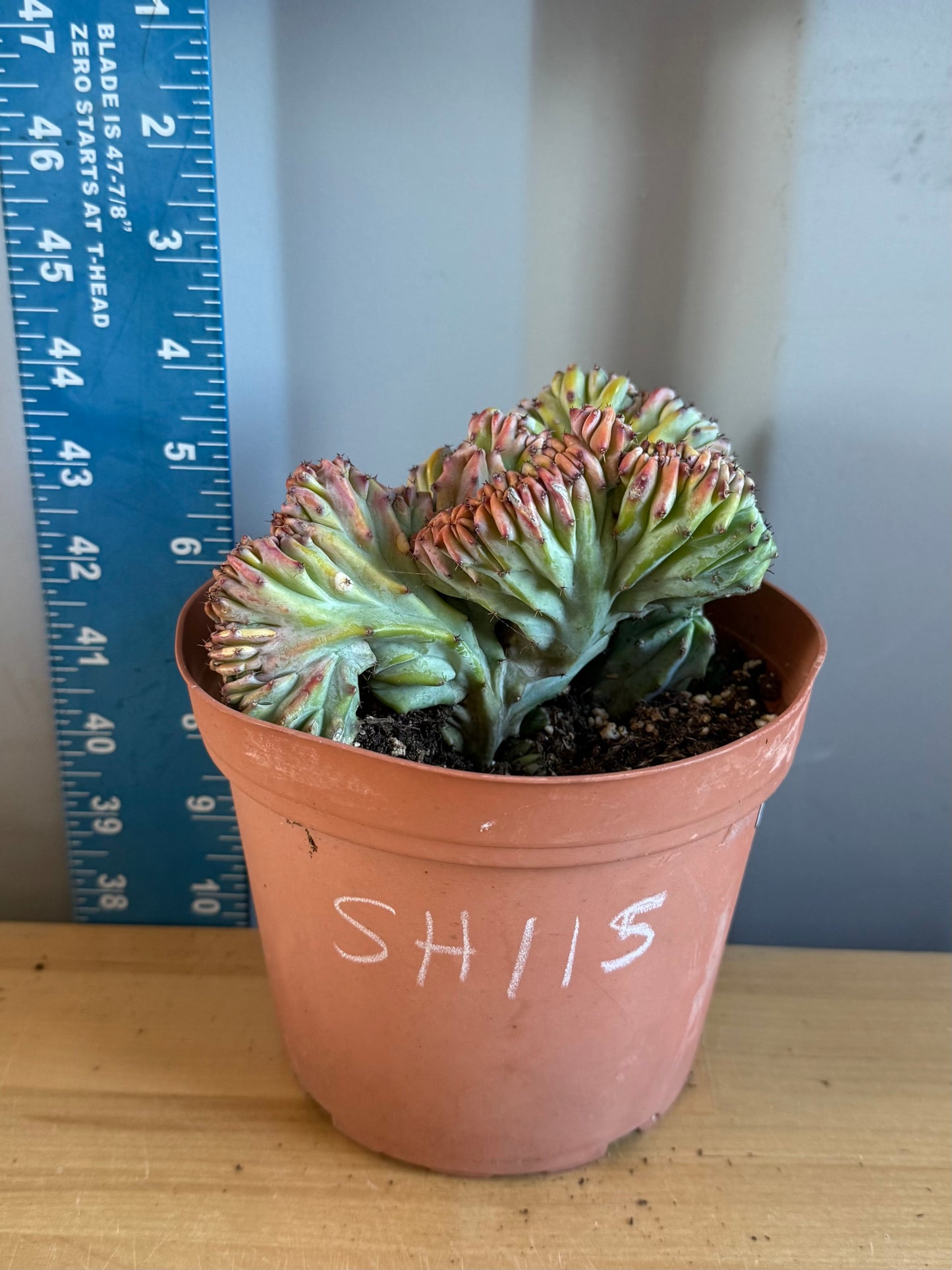 Myrtillocactus geometrizans ‘cristata’ SH115
