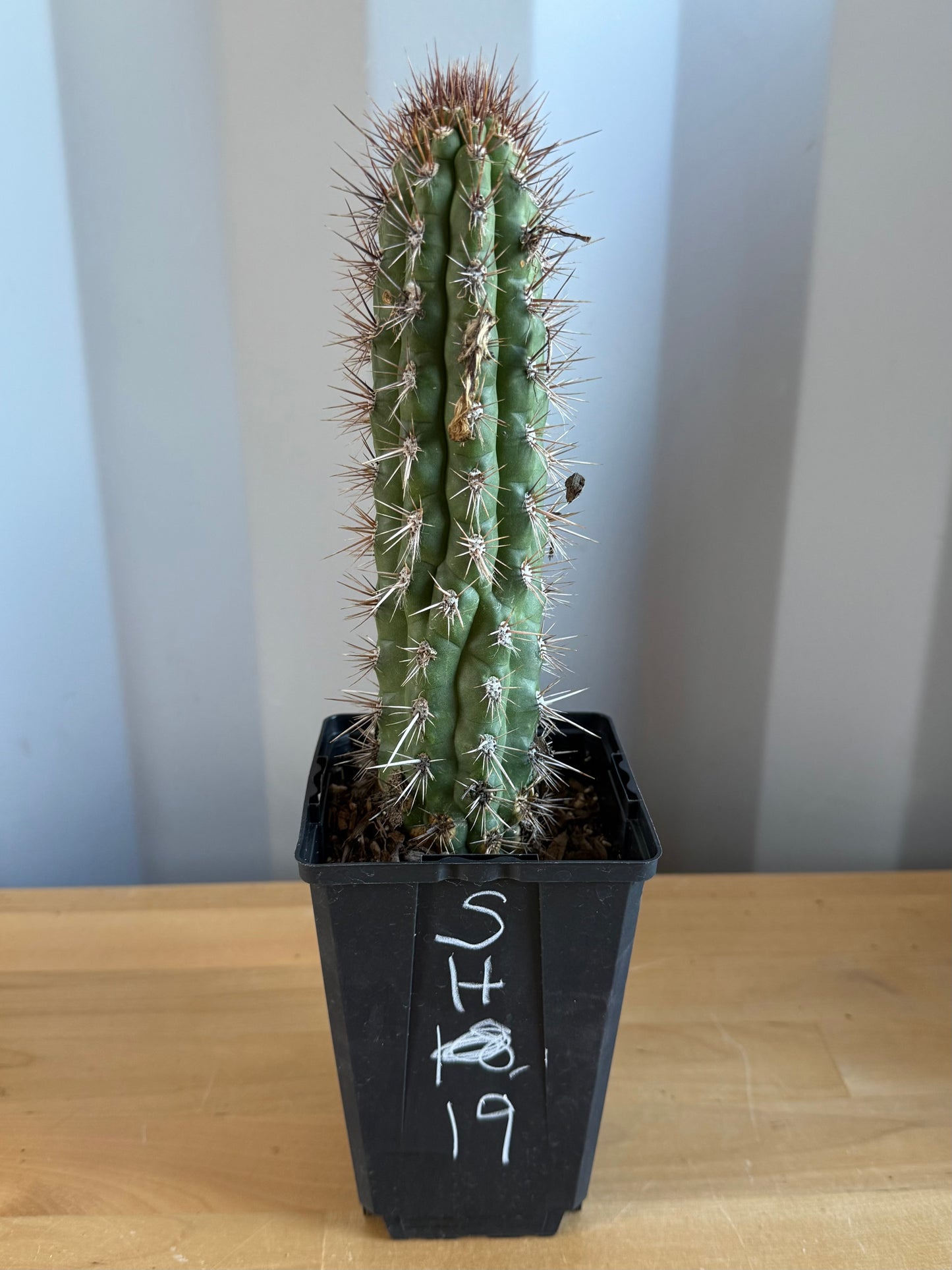 Cleistocactus fieldianus SH19
