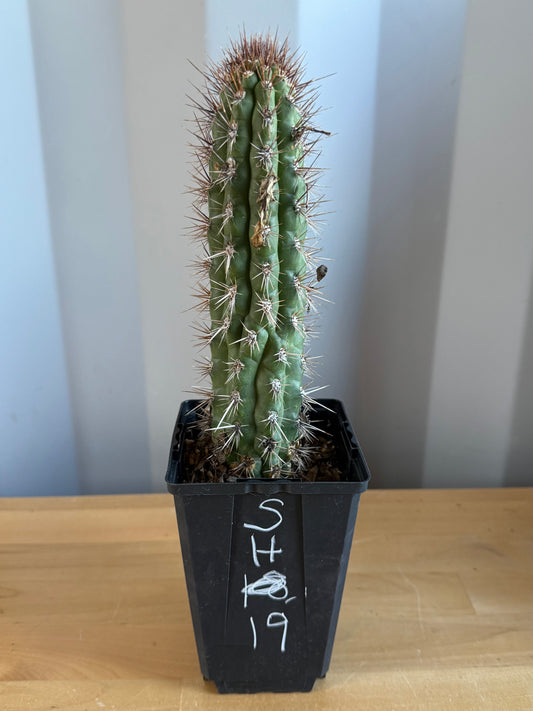 Cleistocactus fieldianus SH19