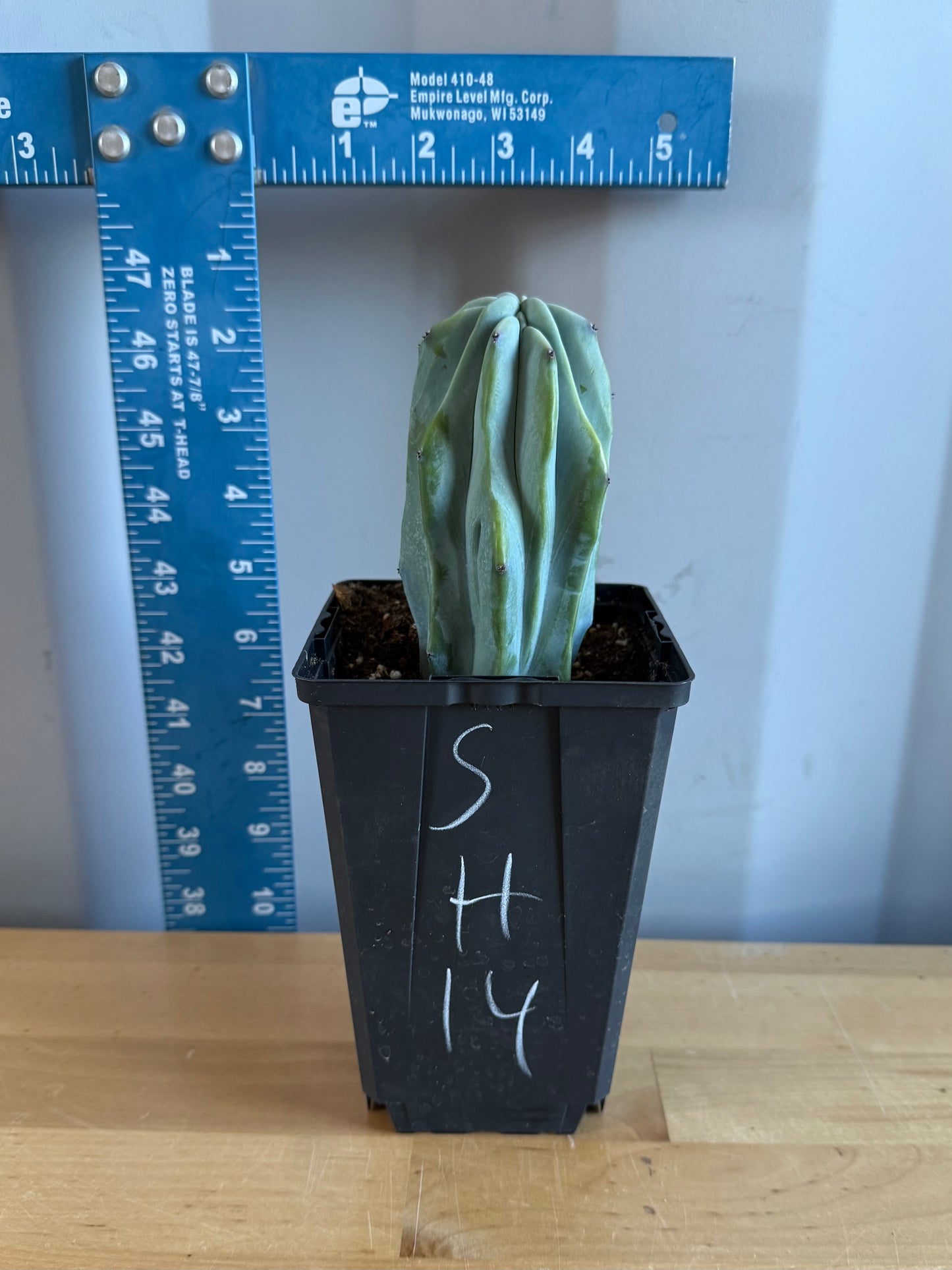 Myrtillocactus geometrizans SH14