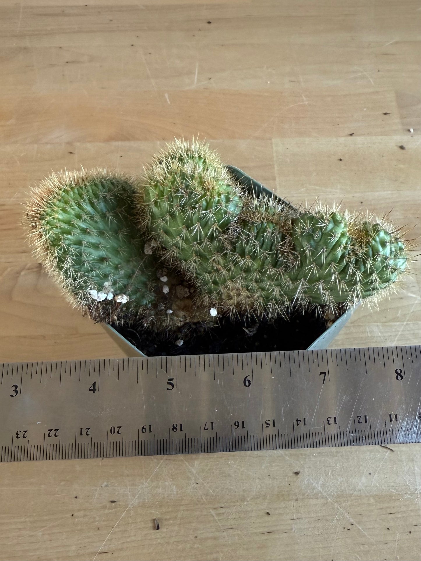 Crested Golden 'Rat Tail' Cactus | Cleistocactus winteri cristata SH84