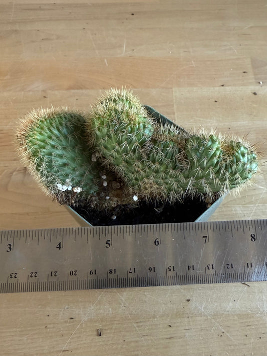 Crested Golden 'Rat Tail' Cactus | Cleistocactus winteri cristata SH84
