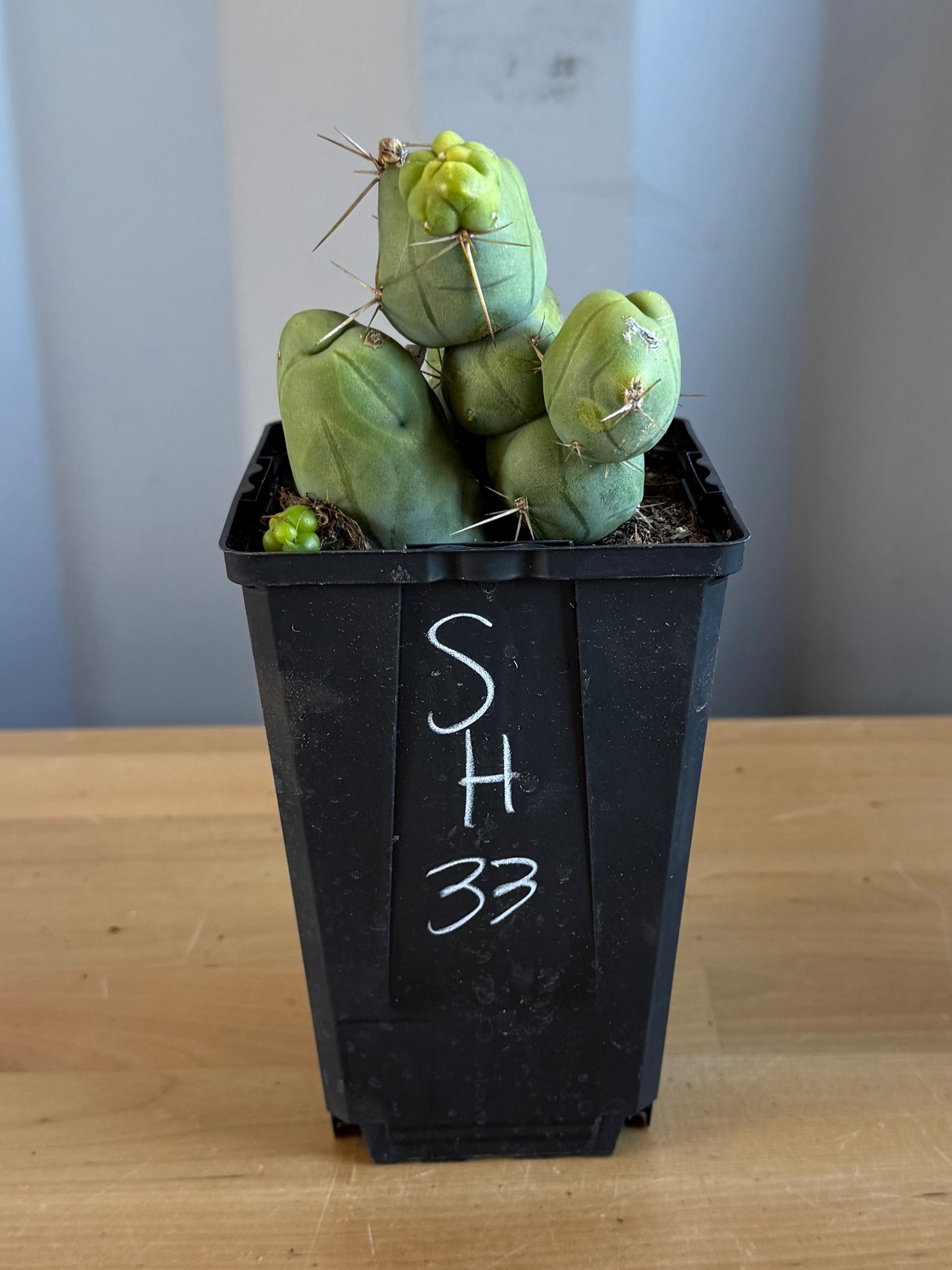 4-inch Monstrose Cactus SH33