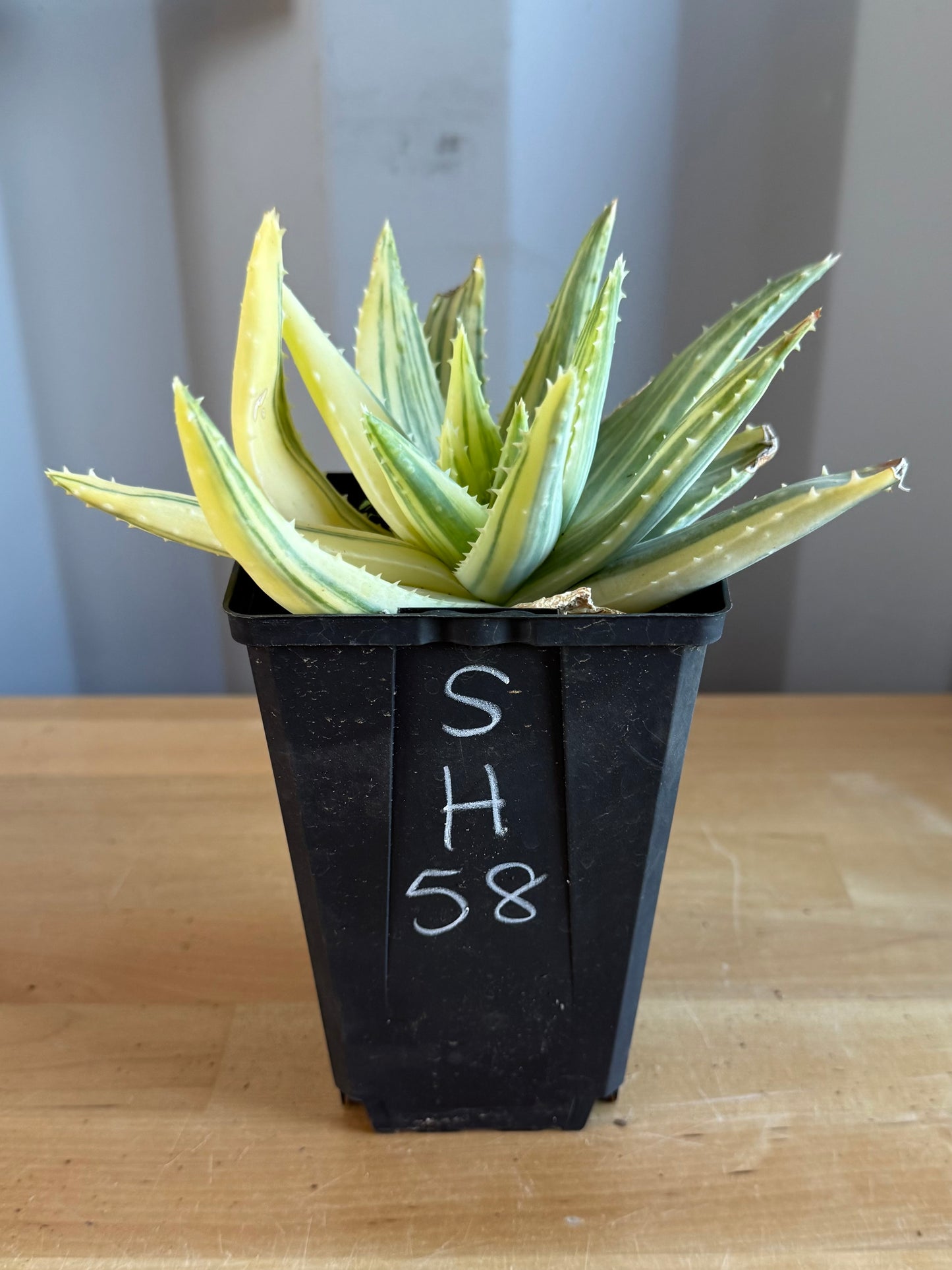 4-inch Vareigated Aloe brevifolia SH58