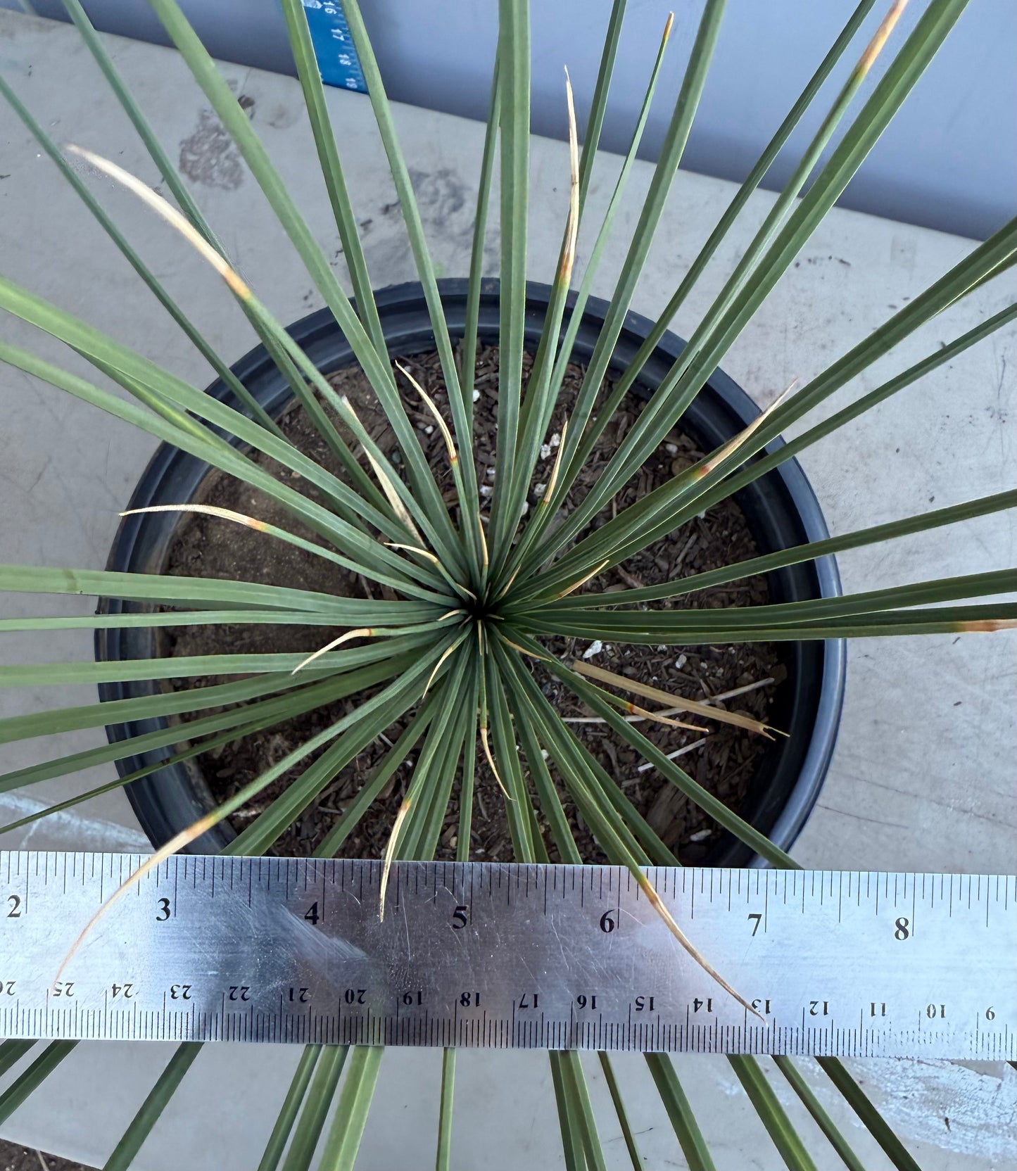 5gal Mexican Grass SH205 | Dasylirion longissimum