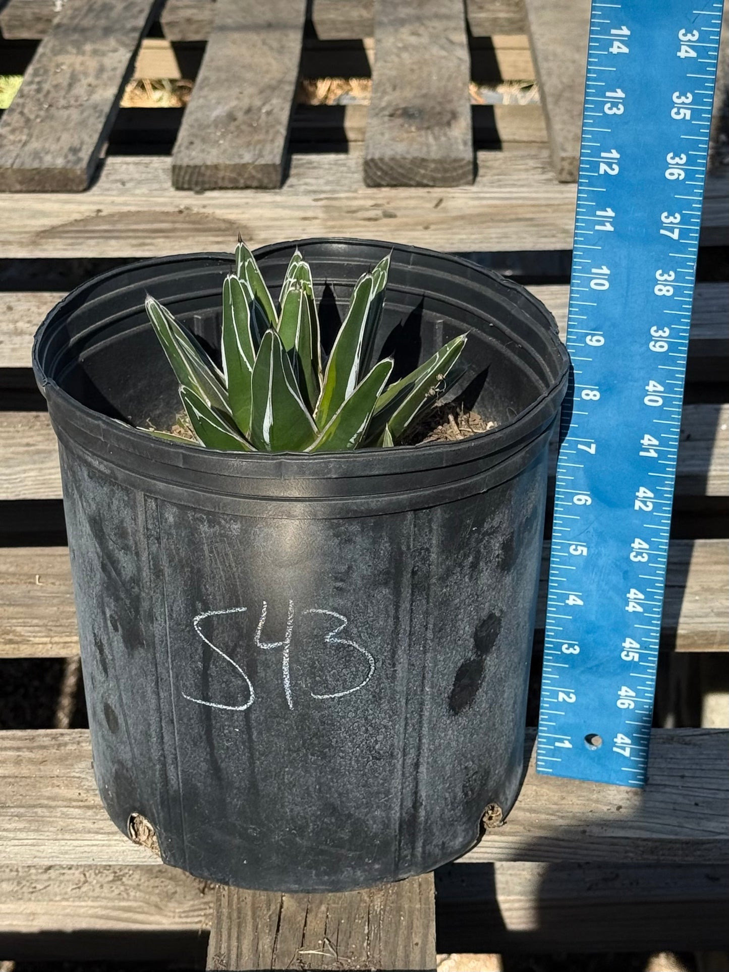 Agave victoriae-reginae S43 | Queen Victoria Agave