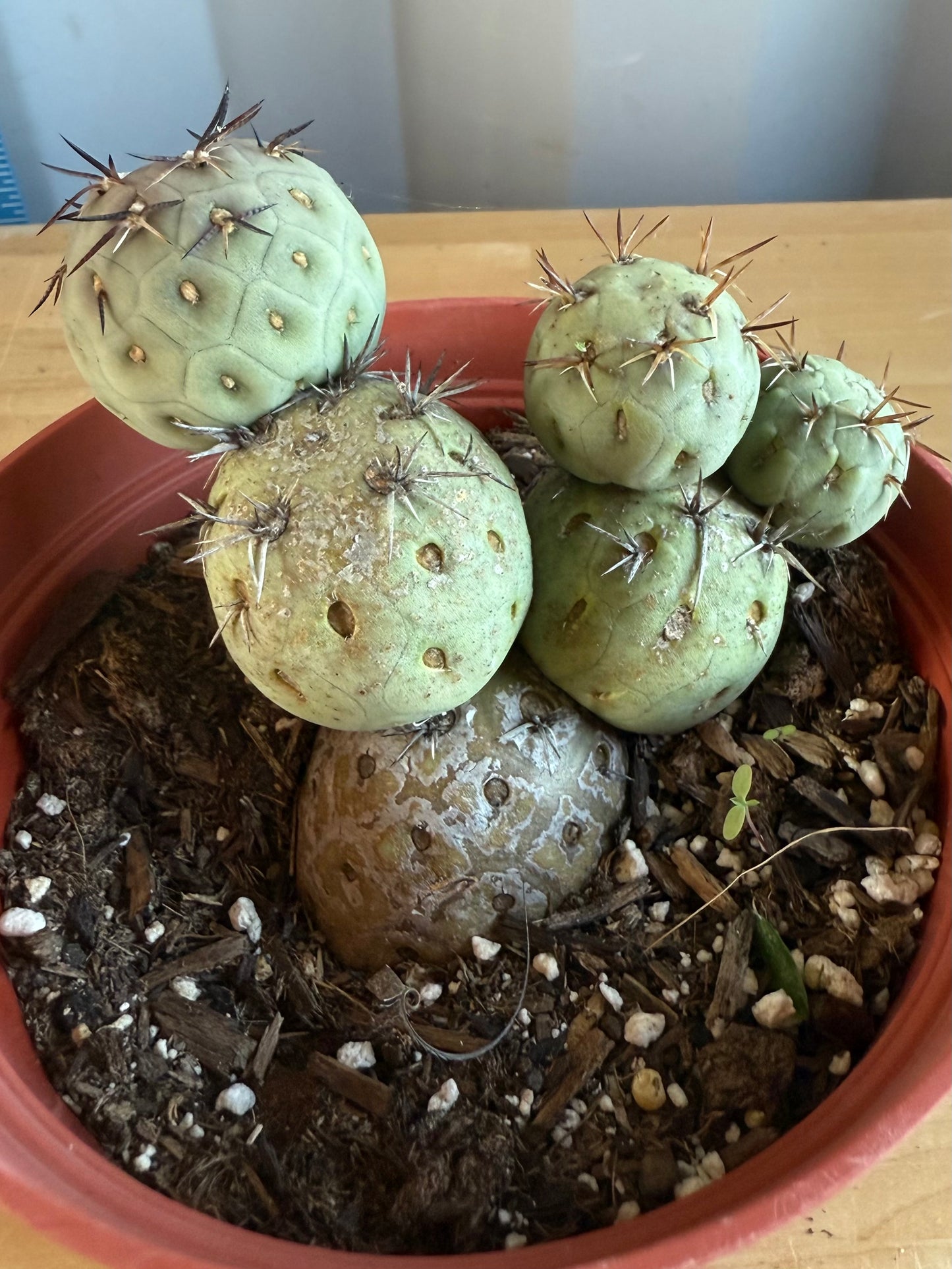 Tephrocactus Geometricus SH101