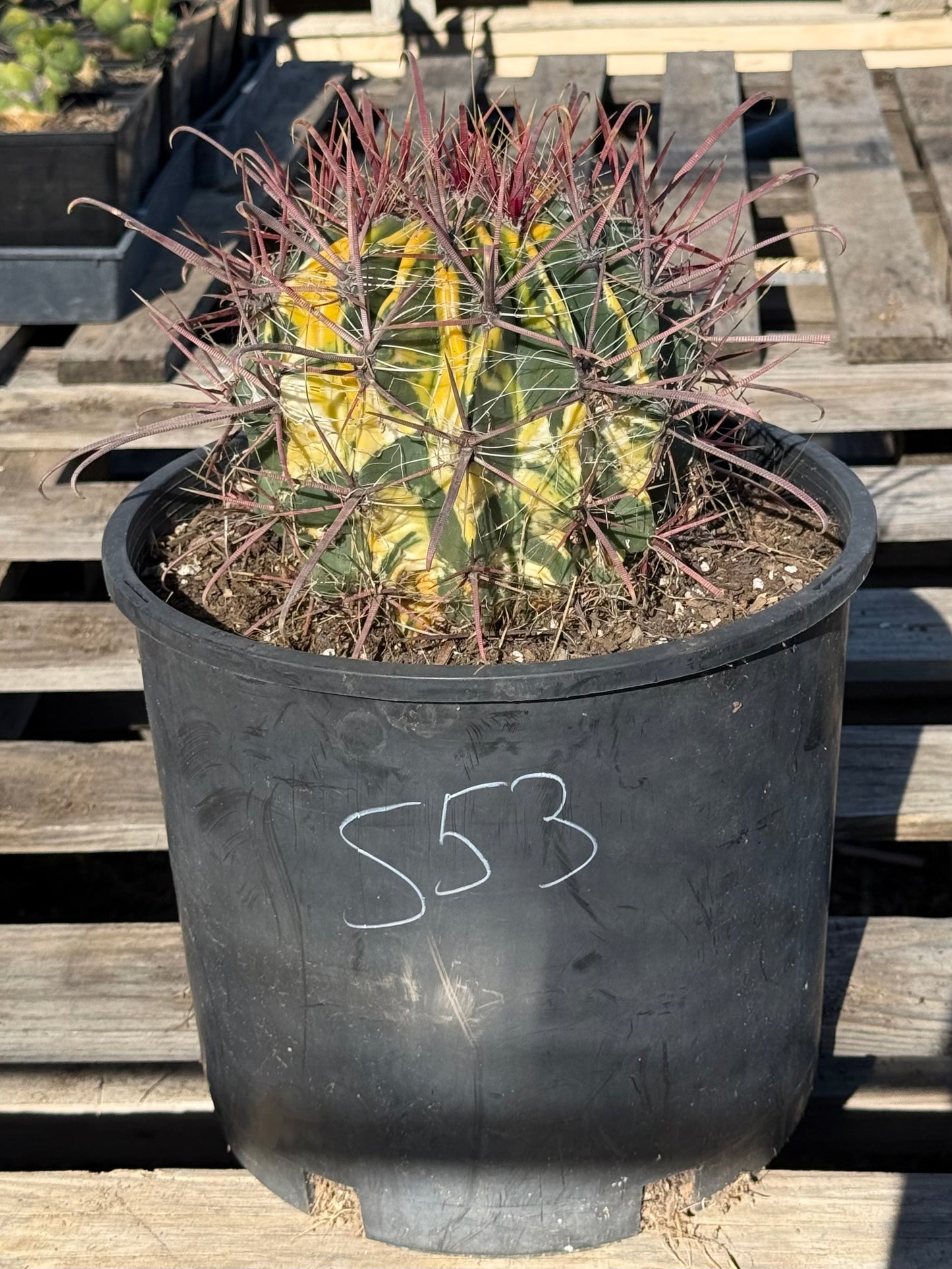 SUPER RARE Variegated Barrel Cactus S53
