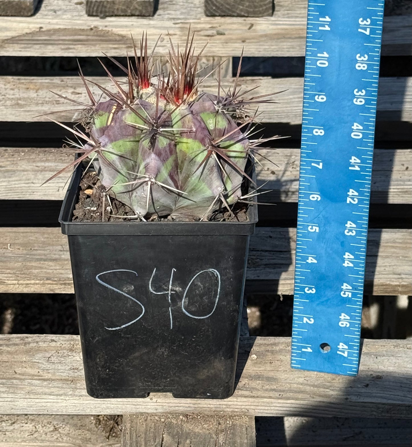 Echinocactus ingens var. grandis S40 | Echinocactus platyacanthus var. grandis