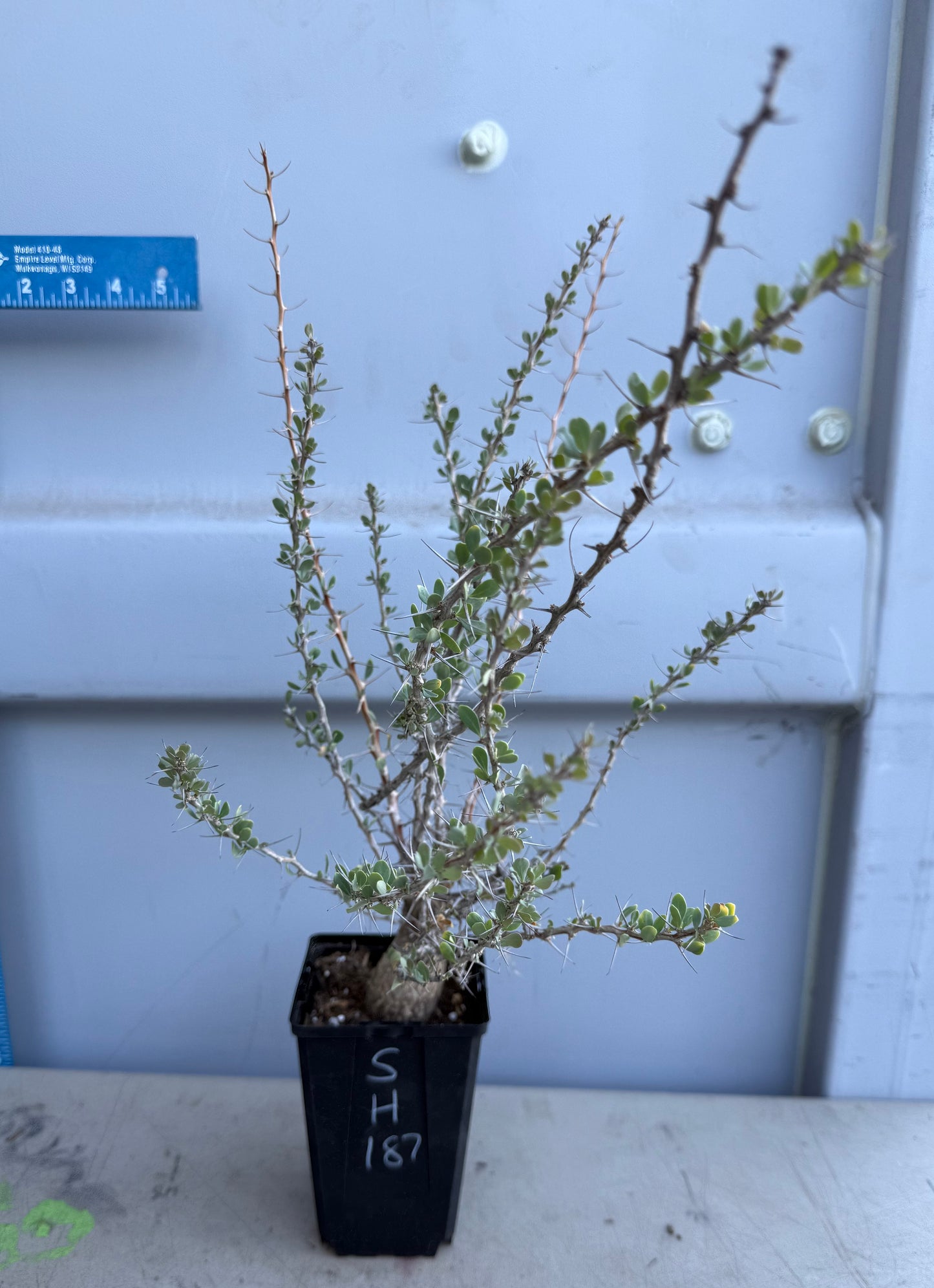 Boojum Tree SH187 | Fouquieria columnaris