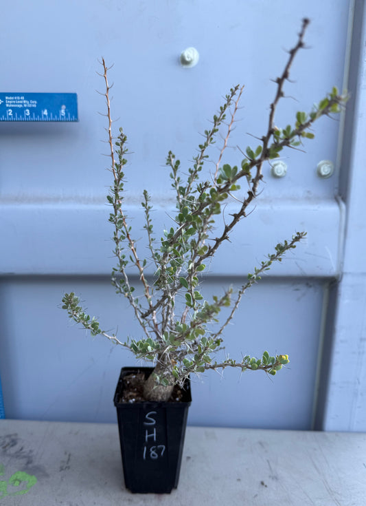 Boojum Tree SH187 | Fouquieria columnaris