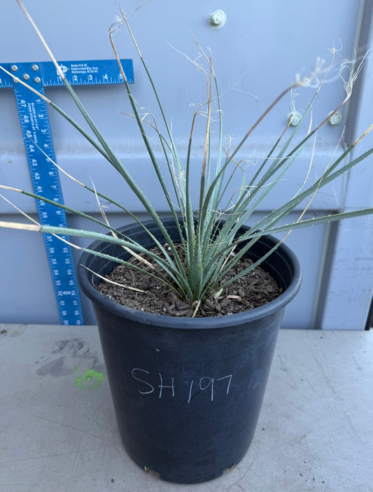 5gal Desert Spoon SH197 | Dasylirion wheeleri