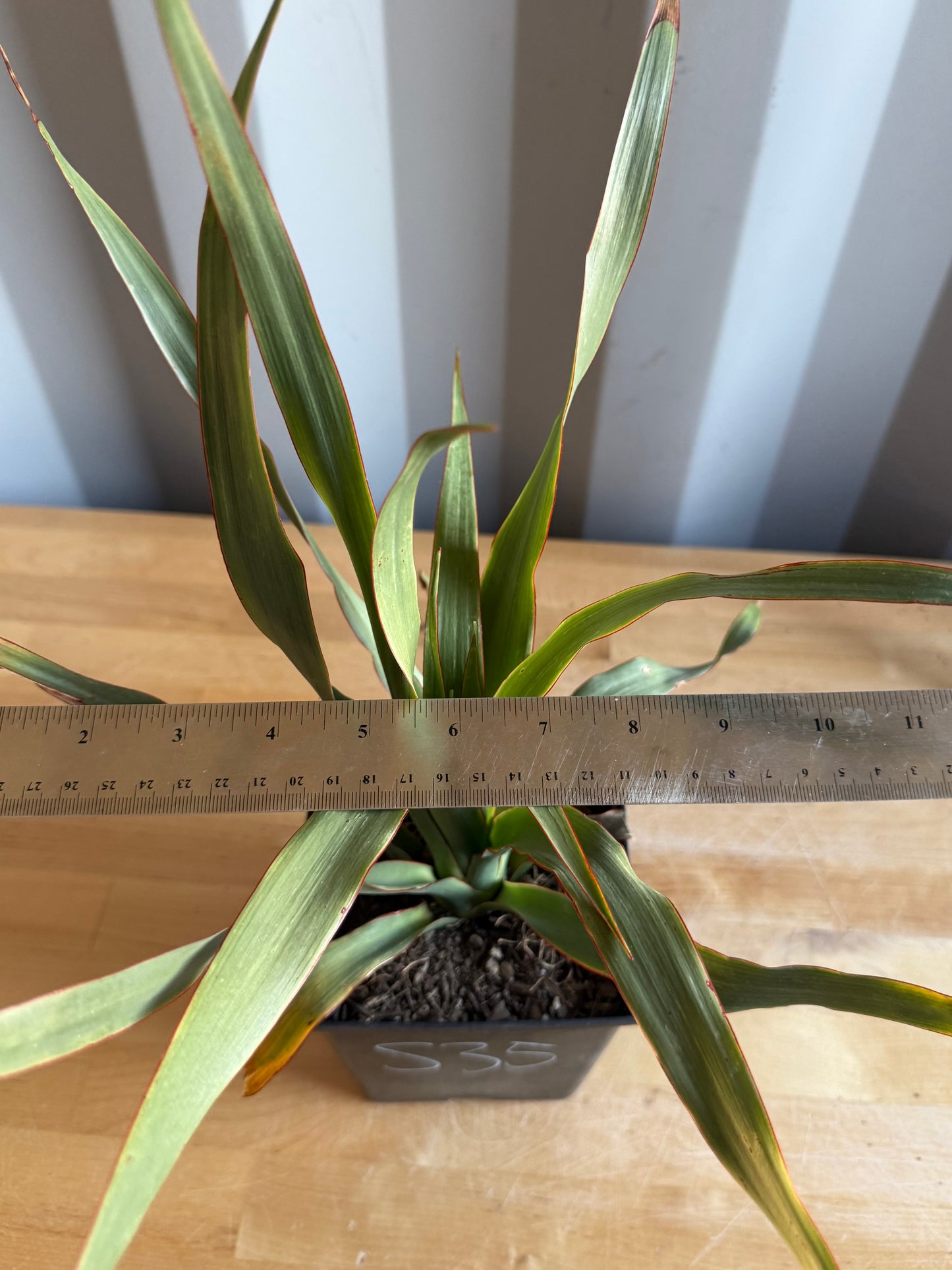Three Gallon Dragon Tree S35 | Dracaena draco