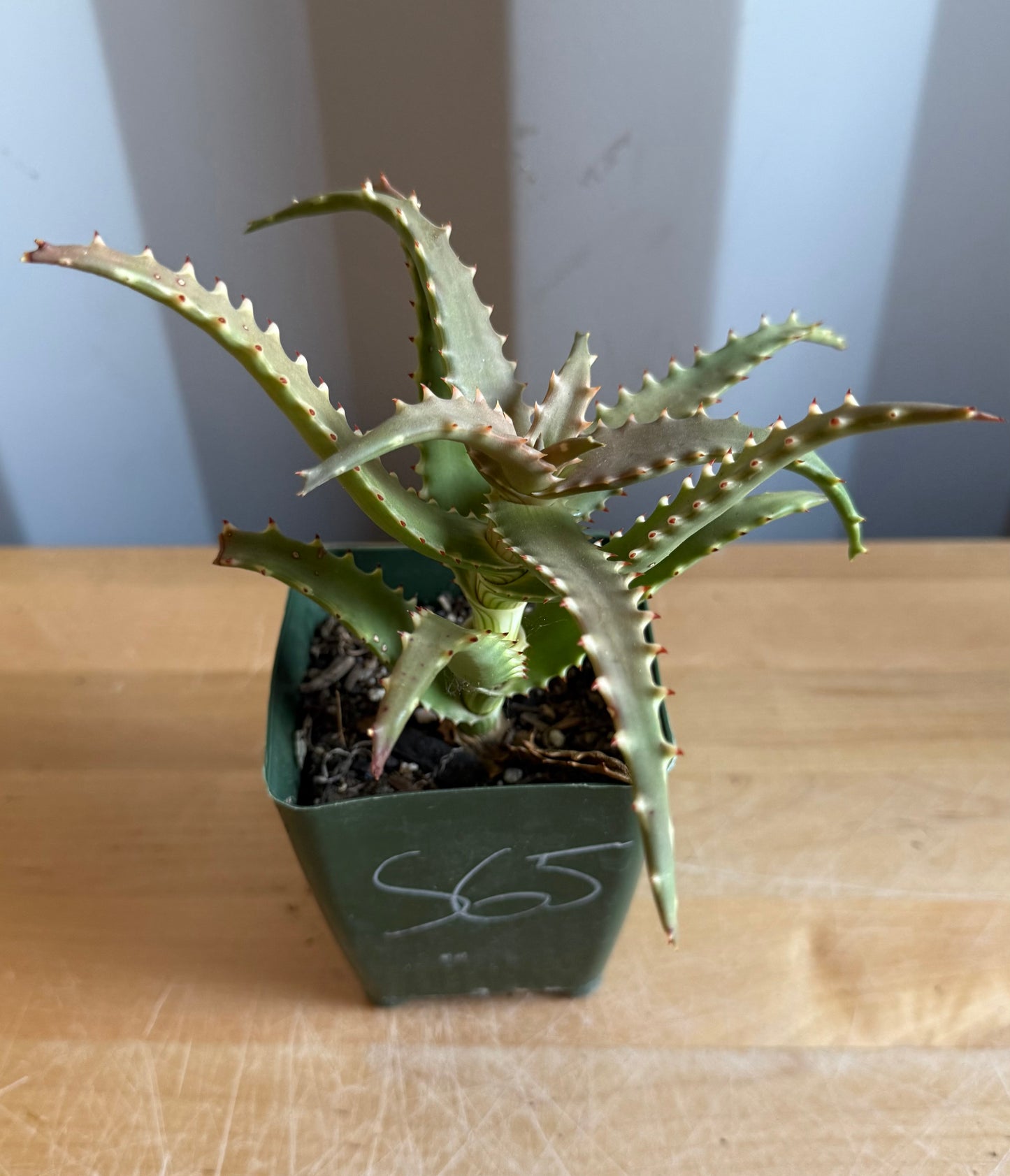 4-inch Crocodile Aloe S65