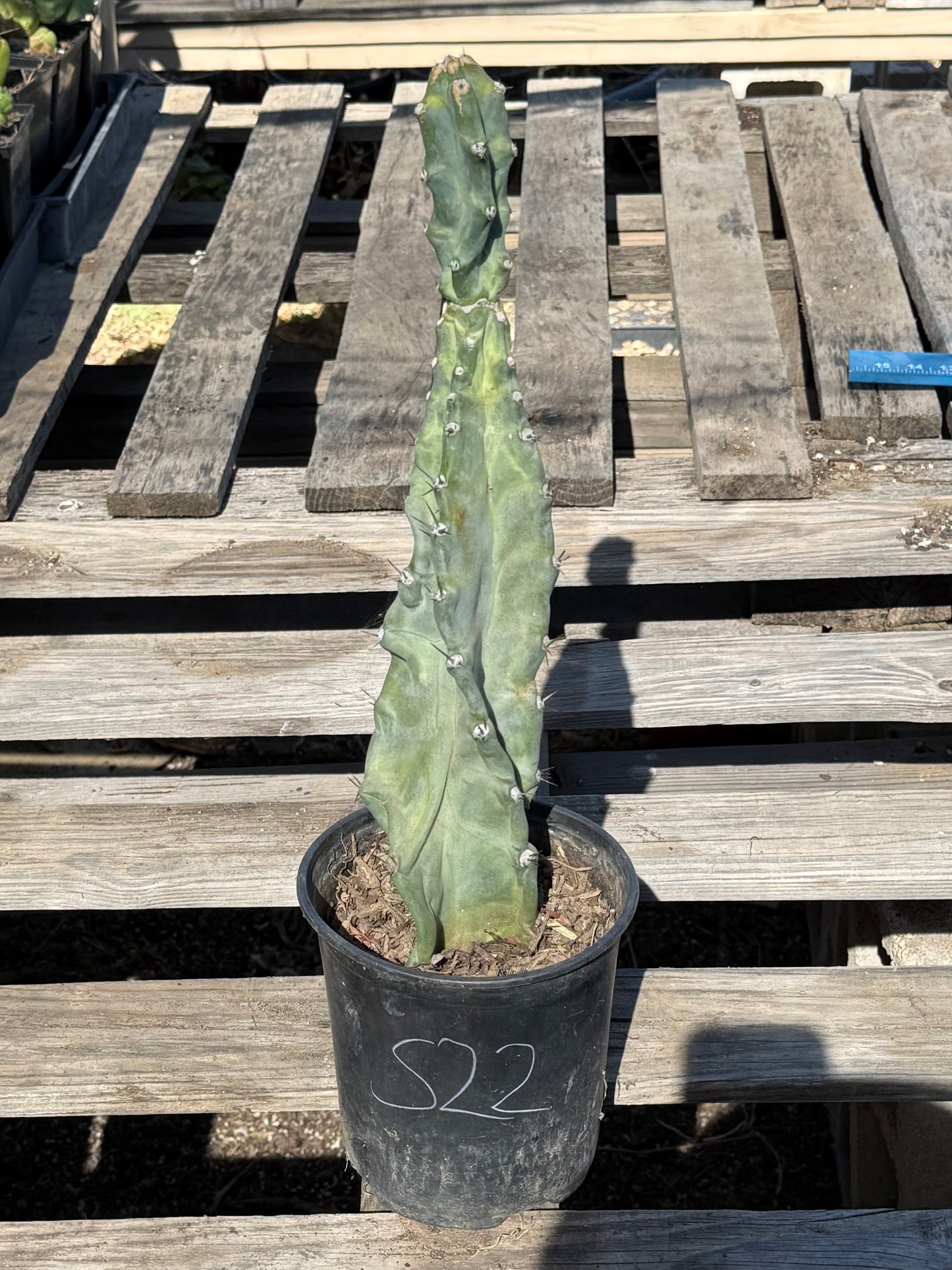 Cereus forbesii S22