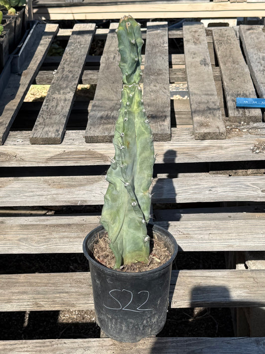 Cereus forbesii S22
