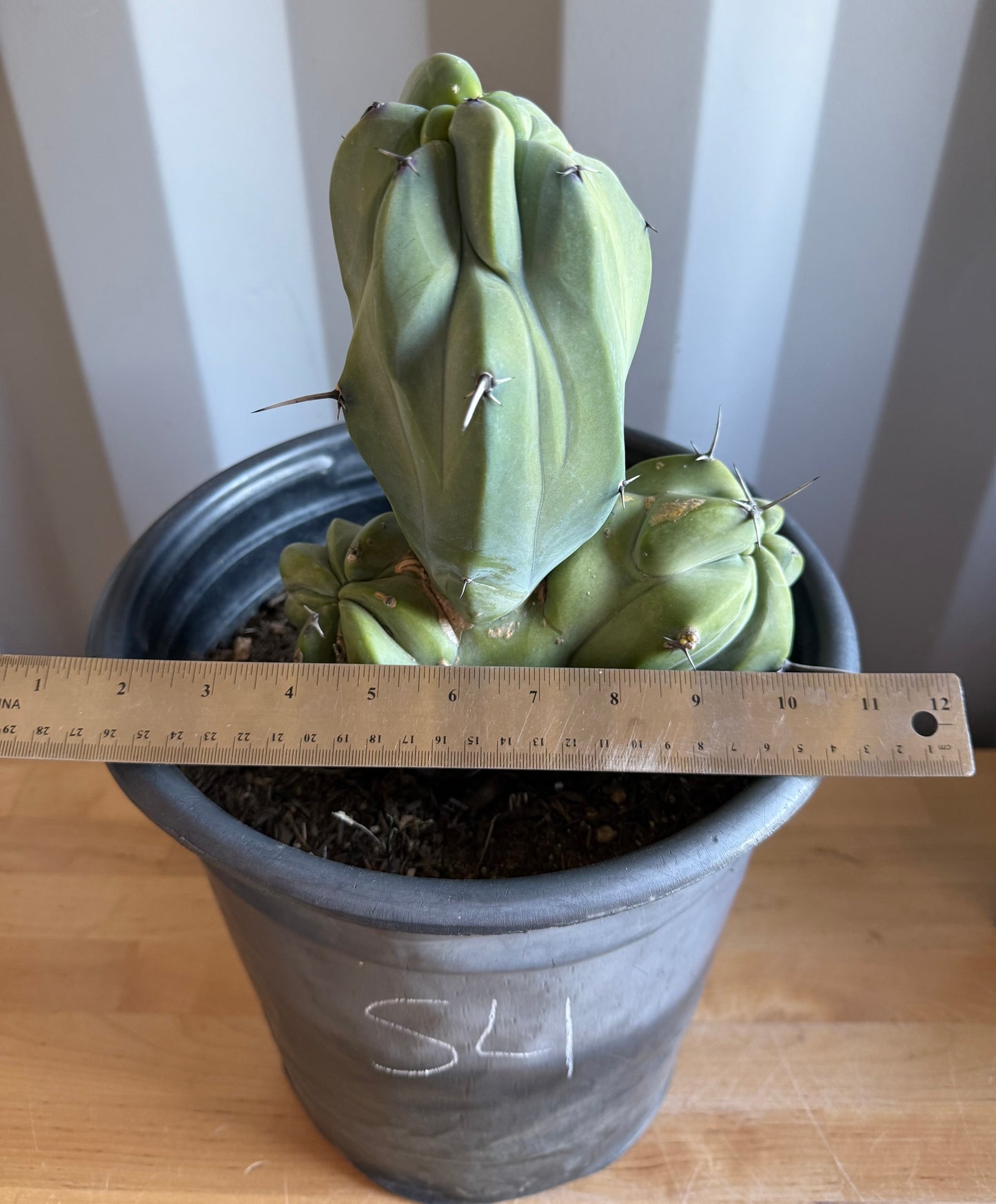 Myrtillocactus geometrizans ‘cristata’ Large Form S4