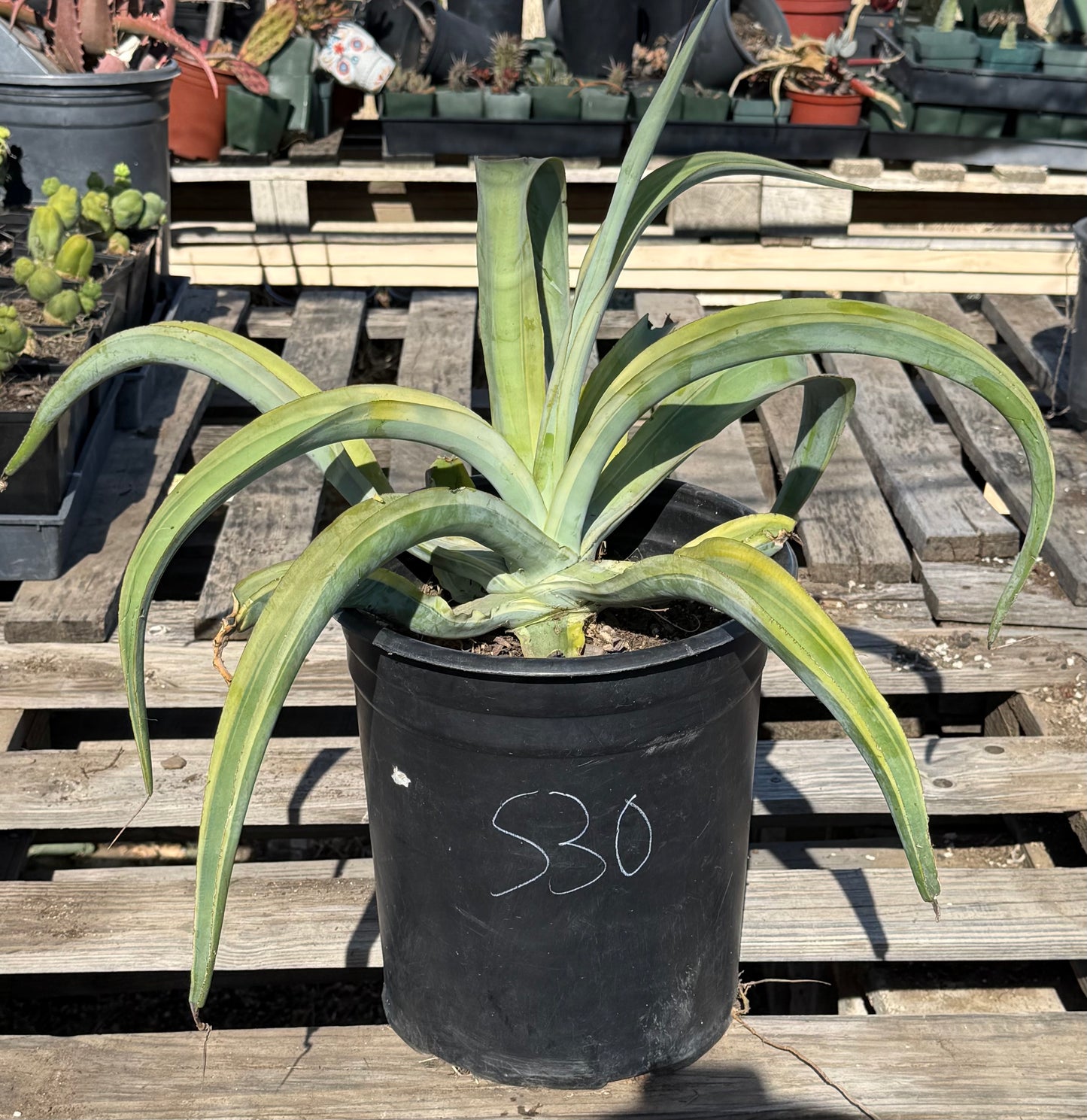5-gal Variegated Octopus Agave S30 | Agave vilmoriniana