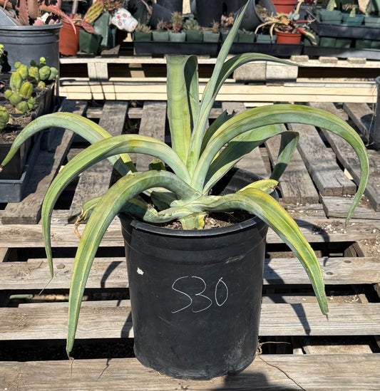 5-gal Variegated Octopus Agave S30 | Agave vilmoriniana