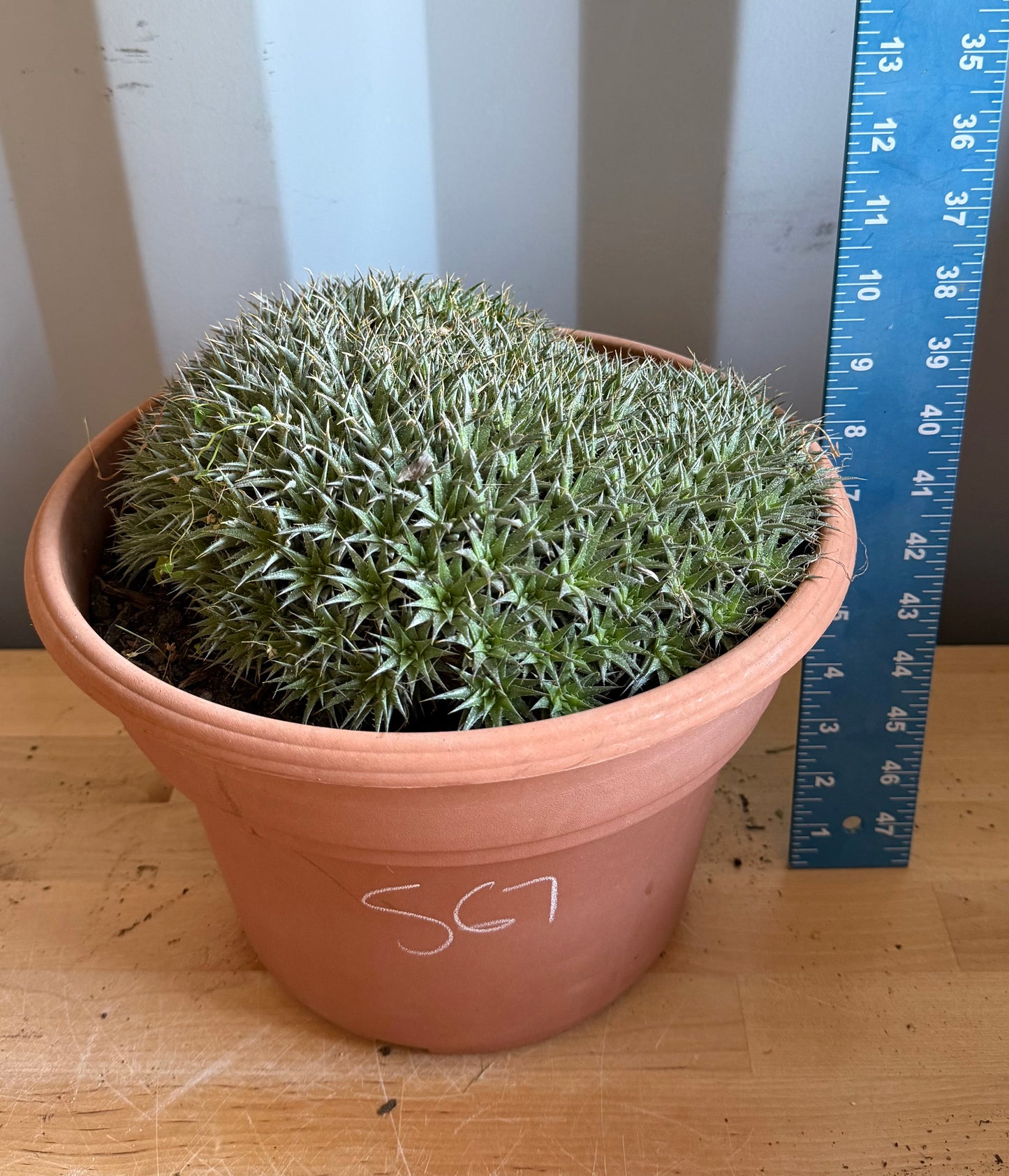 Deuterocohnia brevifolia S67