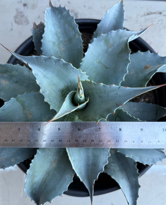 Whale's Tongue Agave SH212 | Agave ovatifolia