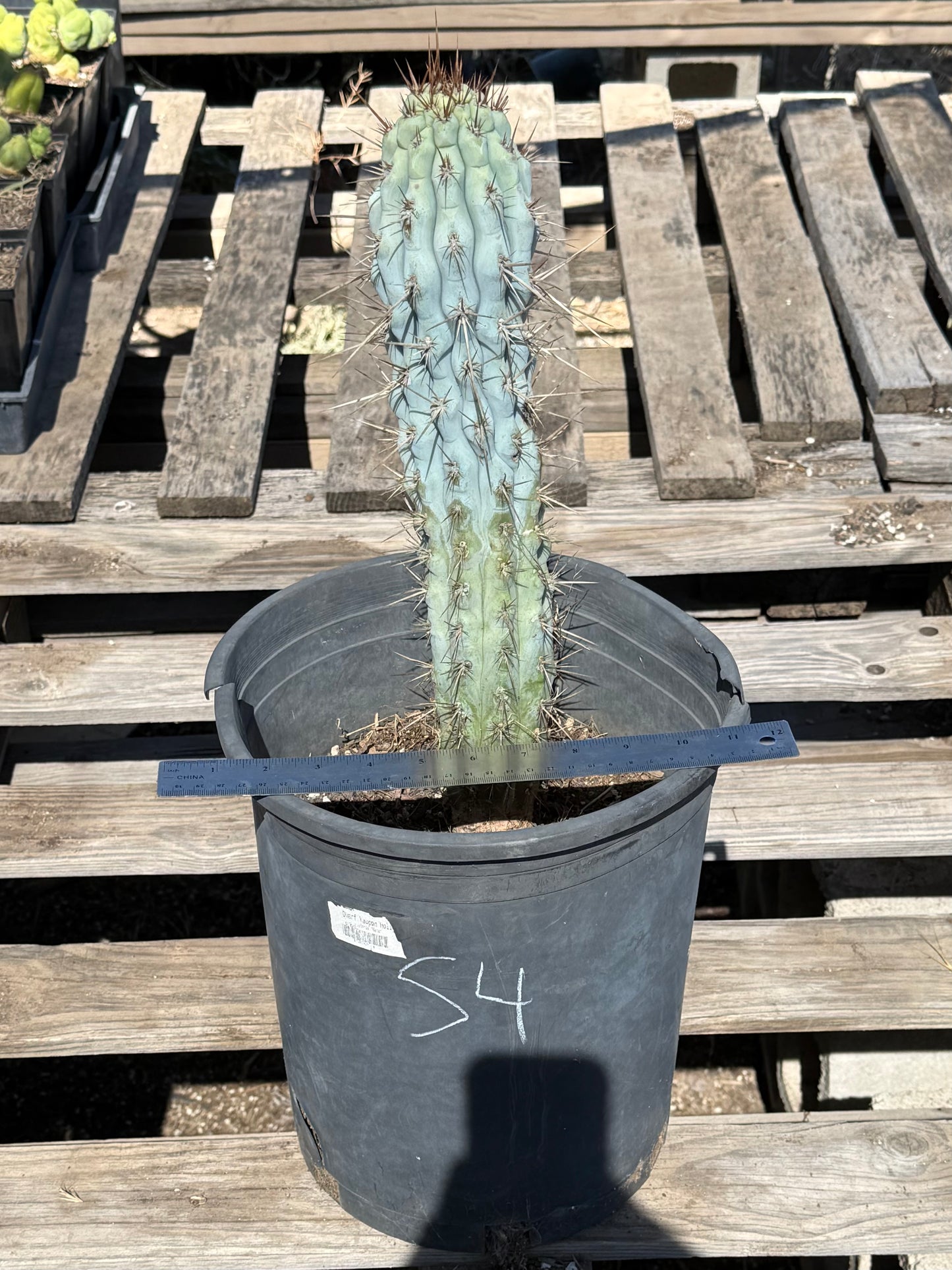 Browningia hertlingiana S4 | Blue Cereus