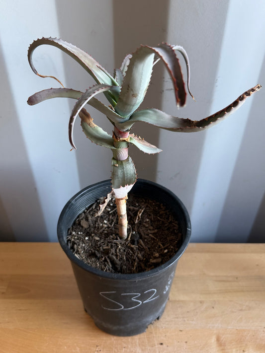 1gal Aloe acutissima S32