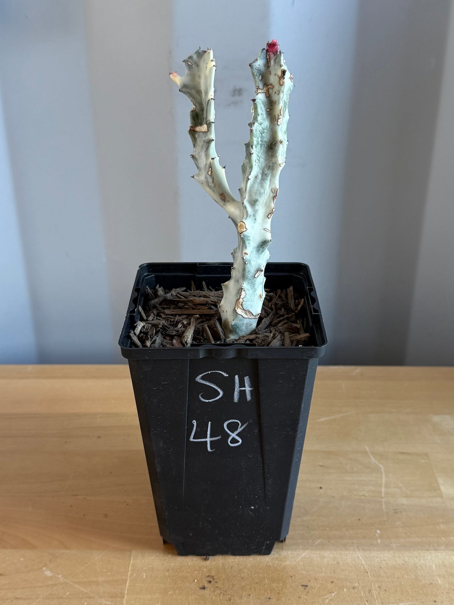 4-inch ‘Dragon Bones’ | Euphorbia lactea variegata ‘White Ghost’ SH48