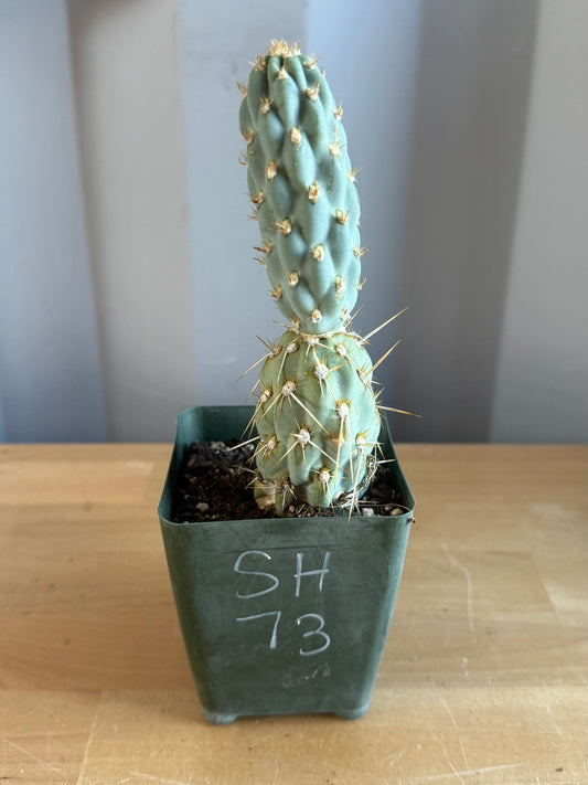 4-inch Miqueliopuntia miquelii SH73 | Opuntia miquelii