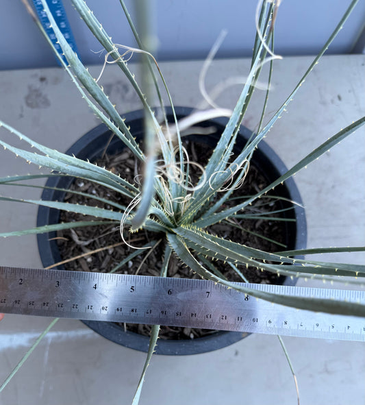 5gal Desert Spoon SH200 | Dasylirion wheeleri