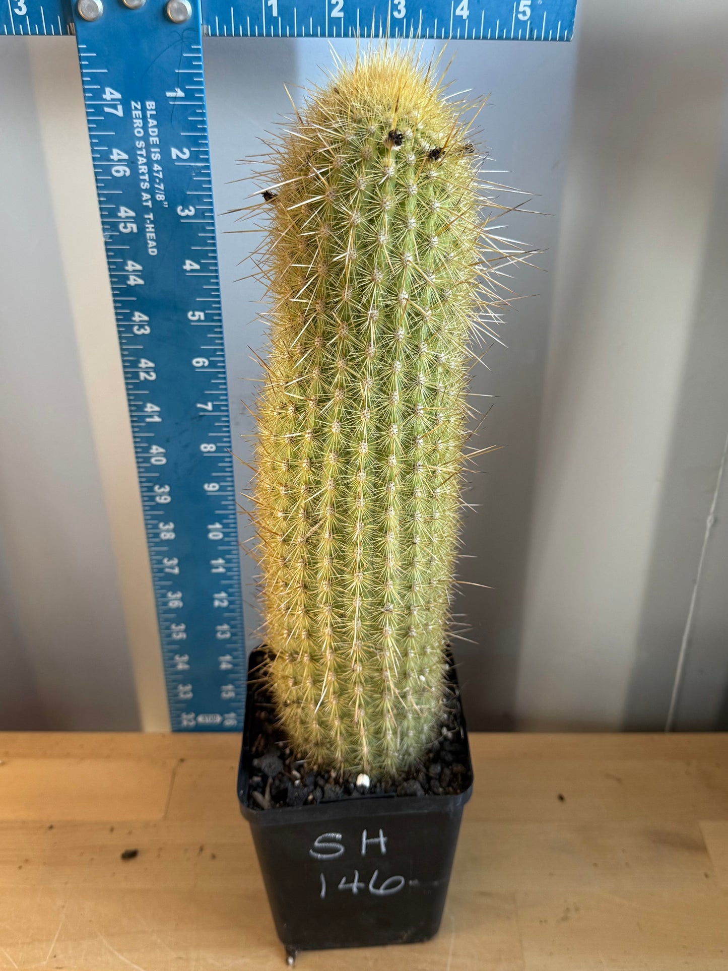 Weberbauerocereus winterianus SH146