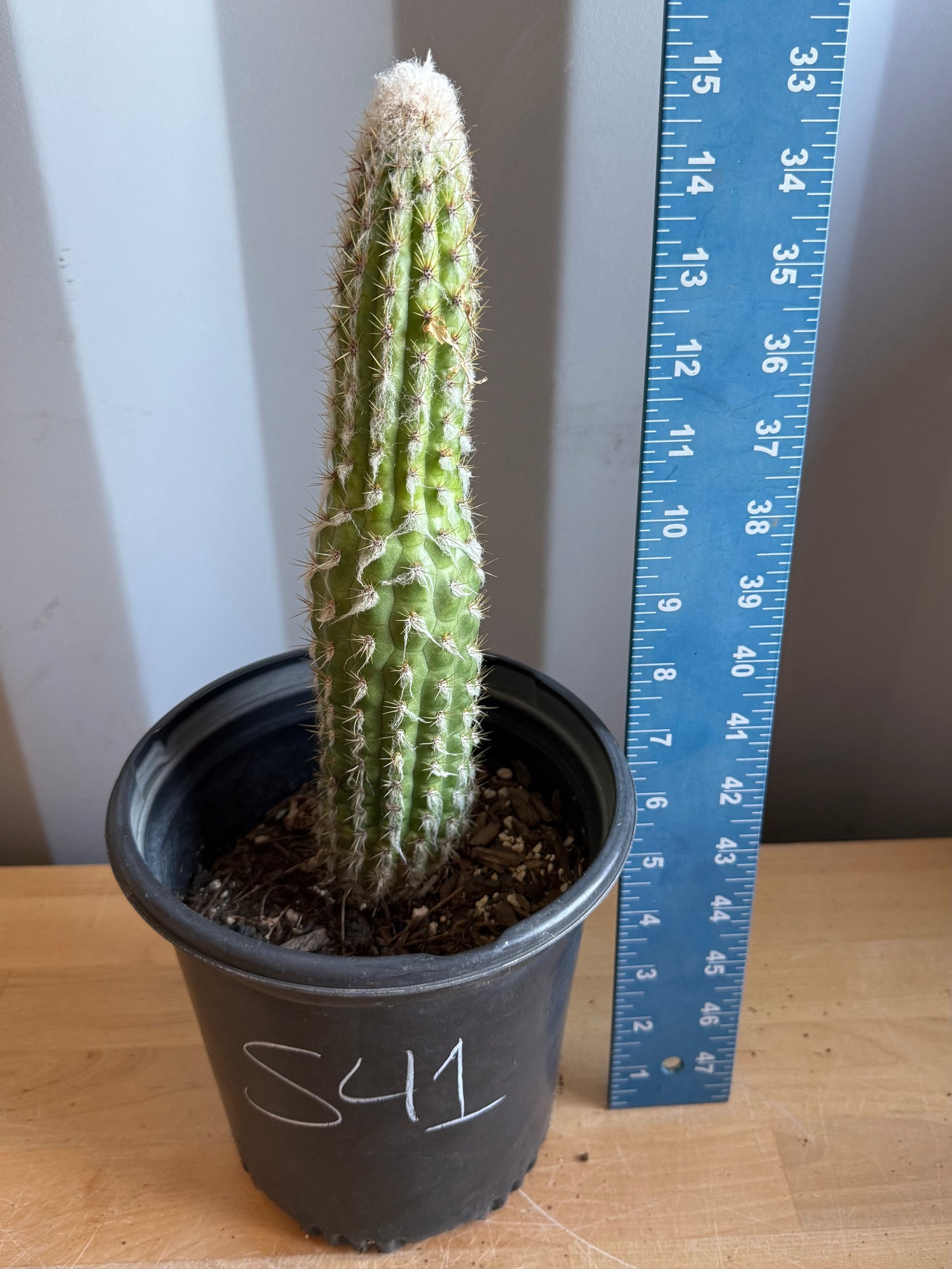 Old Man of the Andes | Oreocereus doelzianus S41