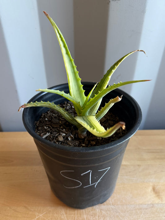 Aloe arborescens 'variegata' S17 | Variegated Aloe arborescens