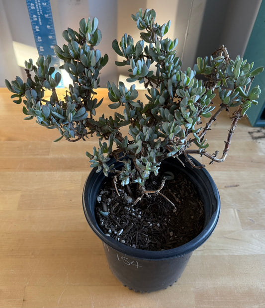 5gal Rare Ice Plant Shrub