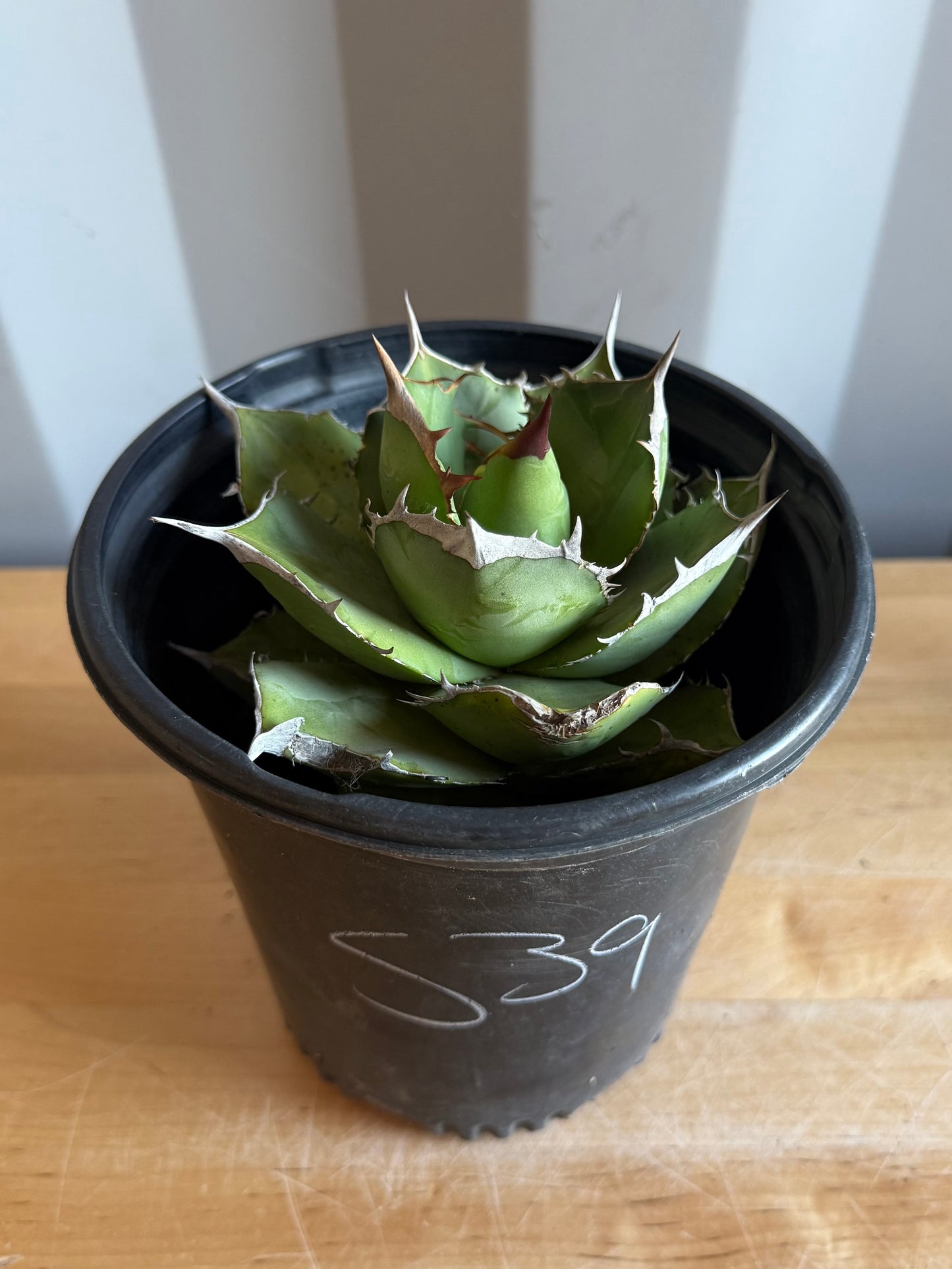 Agave titanota S39