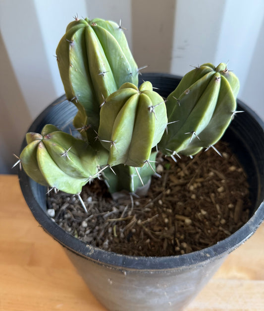 Myrtillocactus geometrizans S8