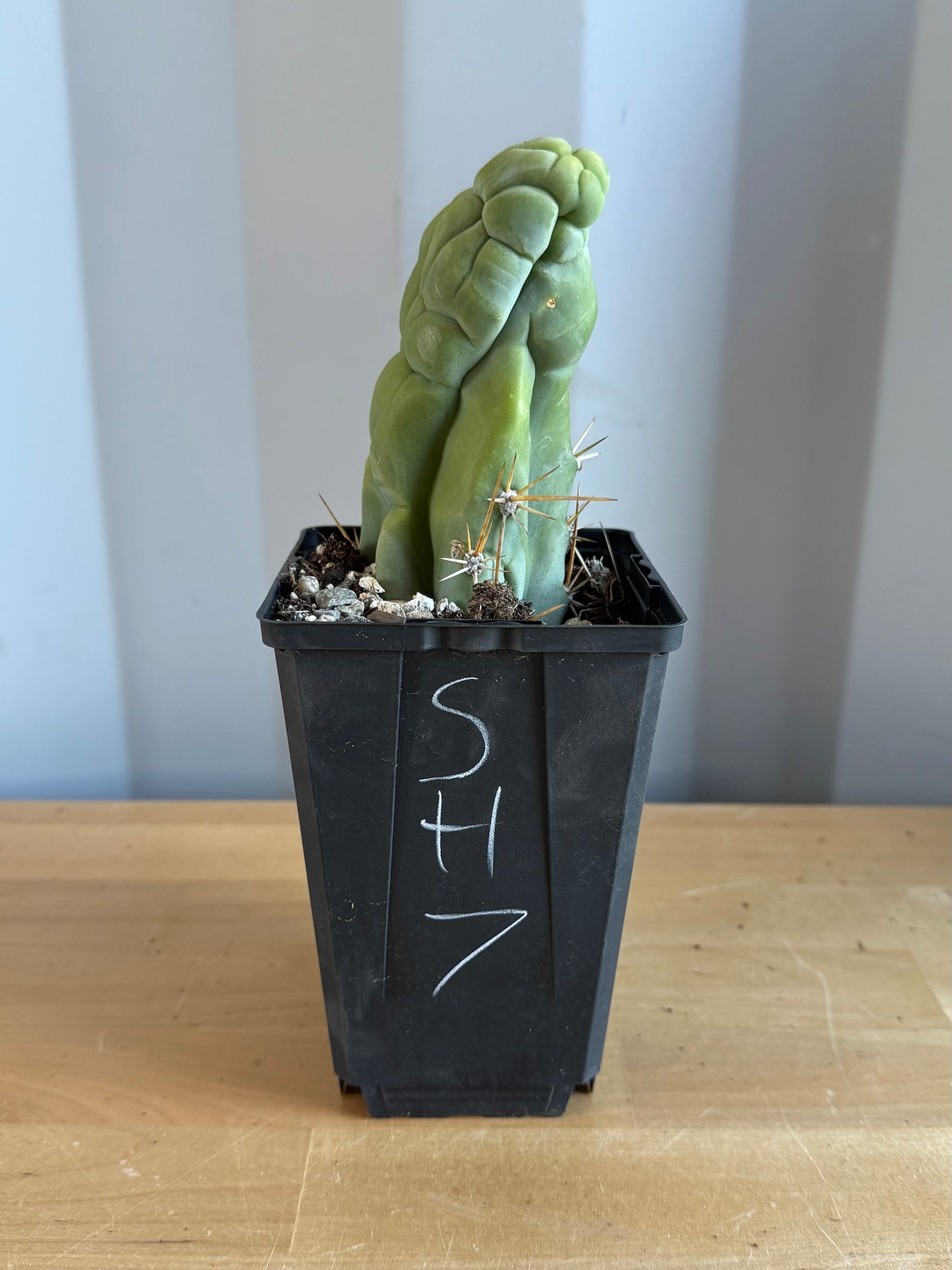 Bruce’s Dragon Cactus SH7