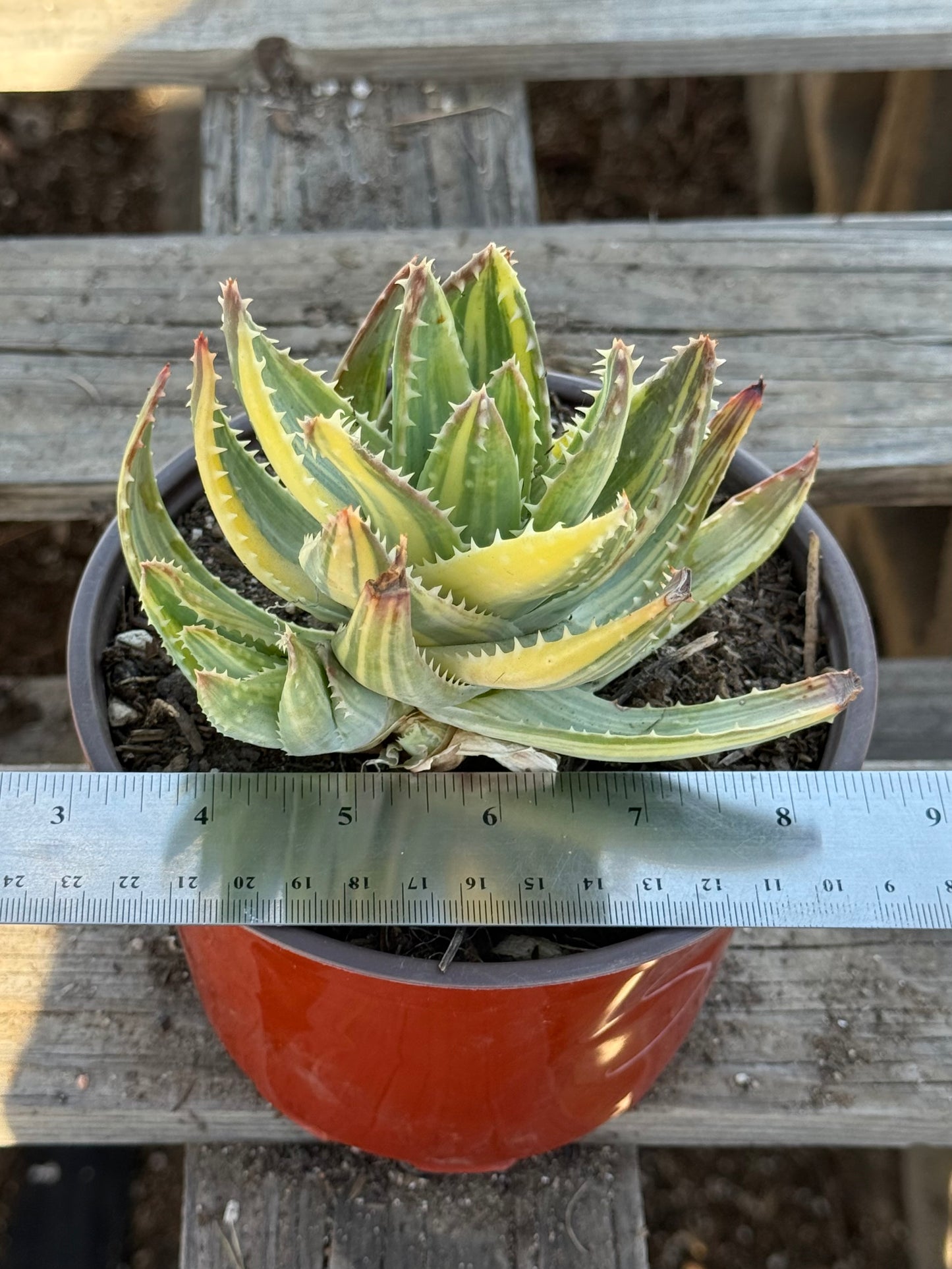 Variegated Aloe nobilis S52 | Golden Toothed Aloe