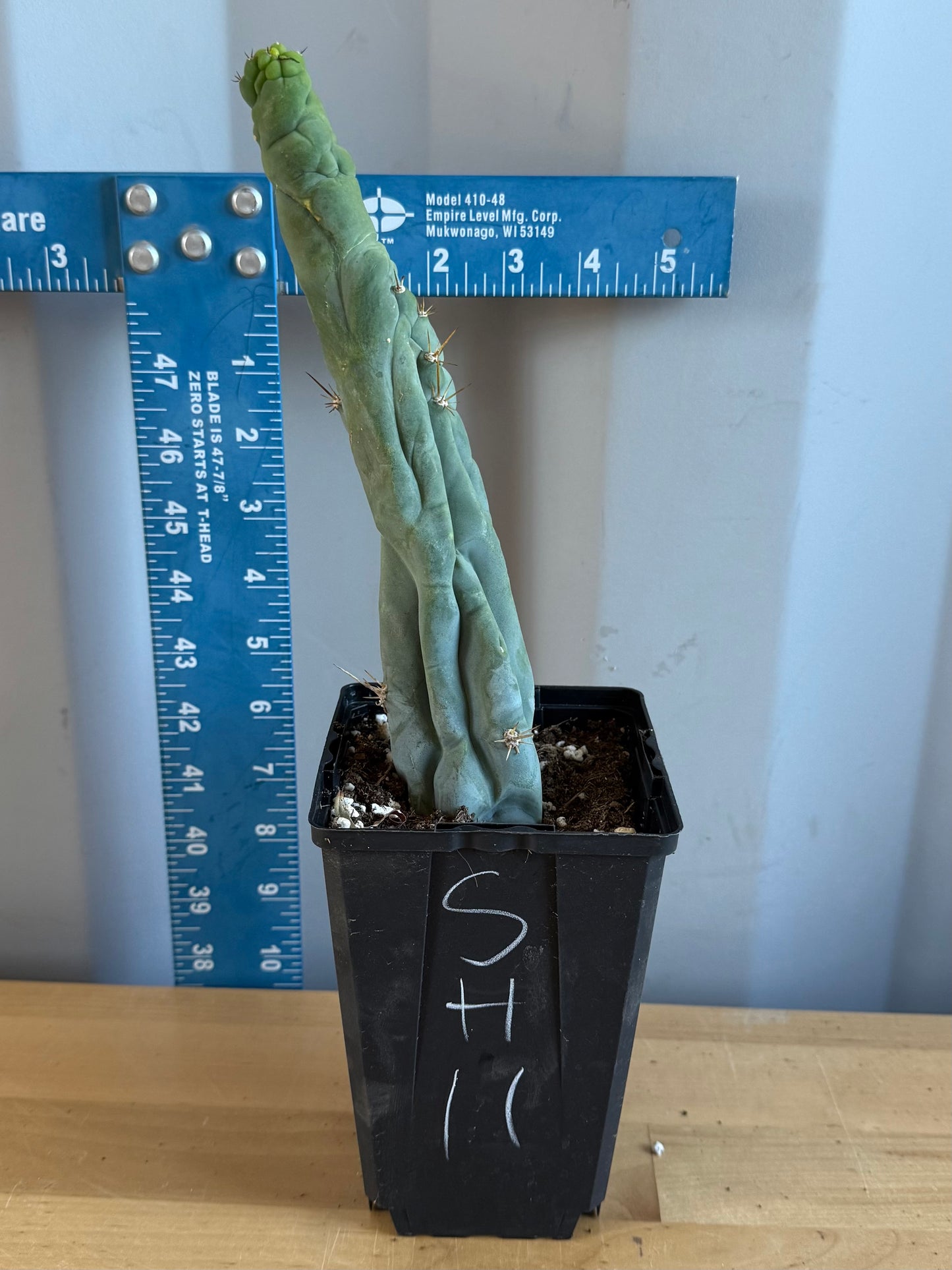 Bruce’s Dragon Cactus SH11